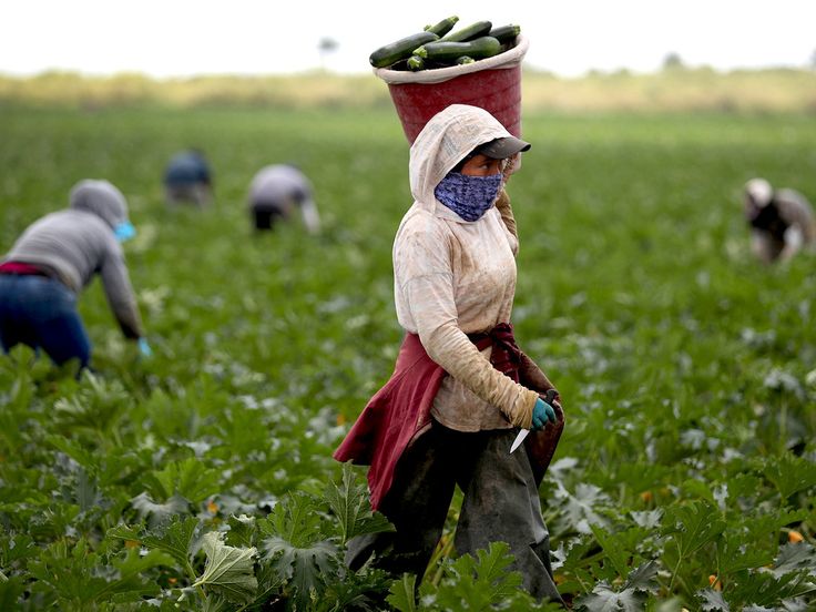 Farm Worker Job Qatar