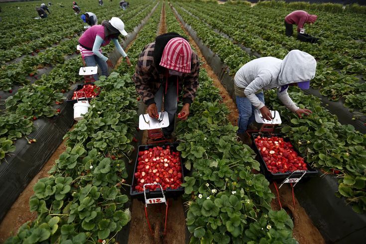 Farm Worker Job in Canada