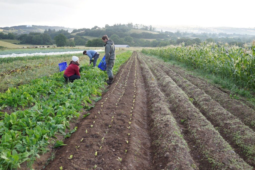 Farm Worker Job in Auckland