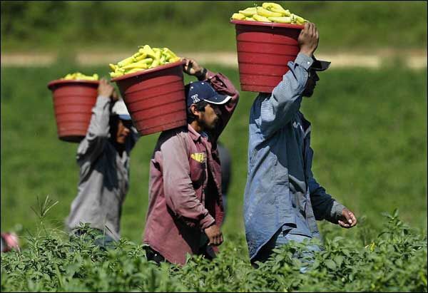 Farm Worker Job in Canada
