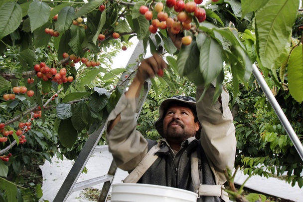 Farm Assistant Job in Australia