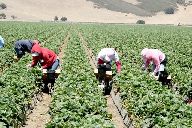 Farm Assistant Job in Australia