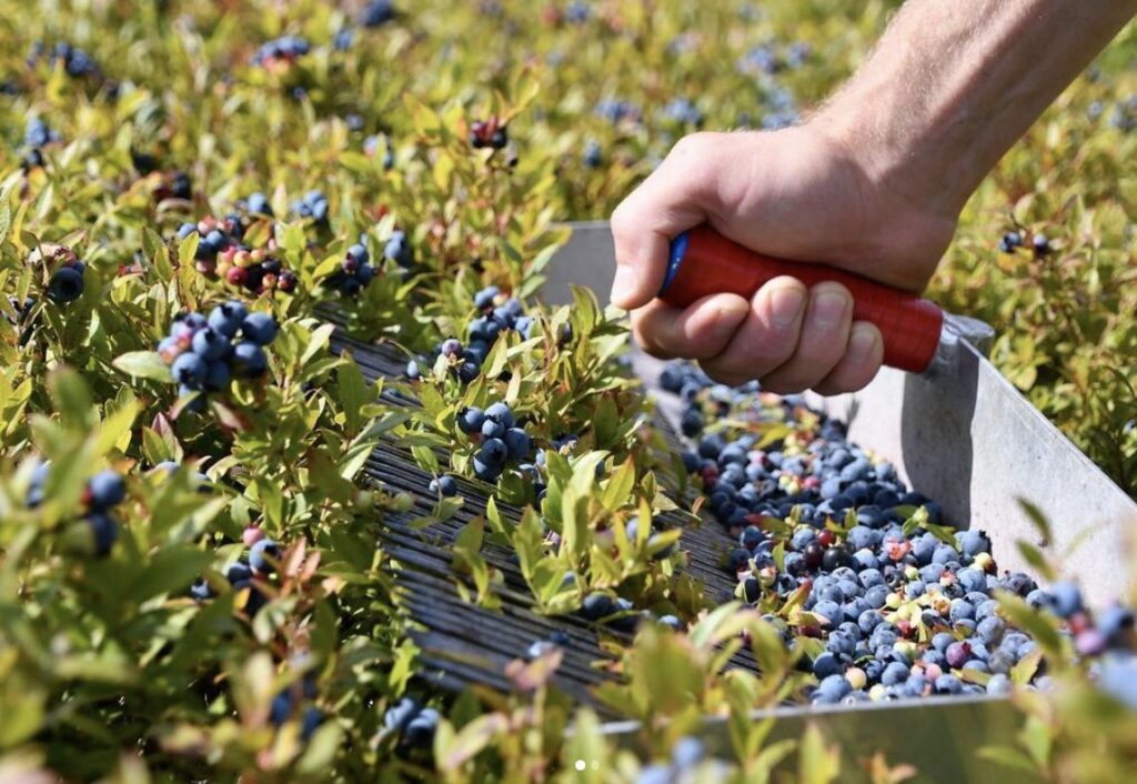 Blueberry Harvesters Job in New Zealand