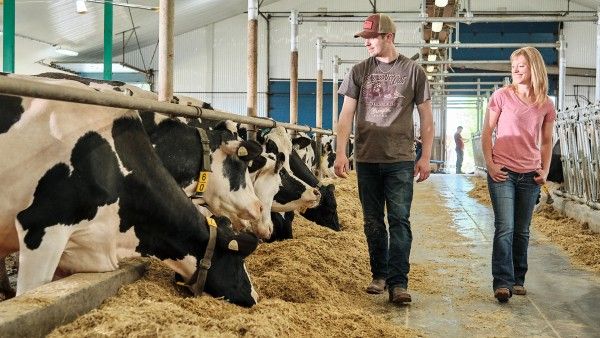 Student Dairy Labourers Job in Canada