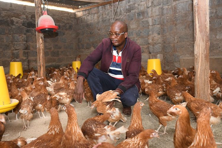 Poultry Farm Manager Job in Australia