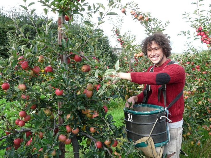Tomato Picking Job in Australia