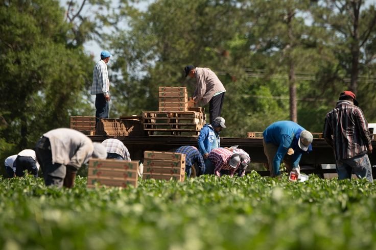 Farm Worker Job in Mexico