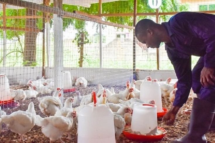 Poultry Farm Worker Job in Canada
