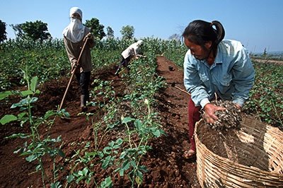 Farm Worker Job in Mexico