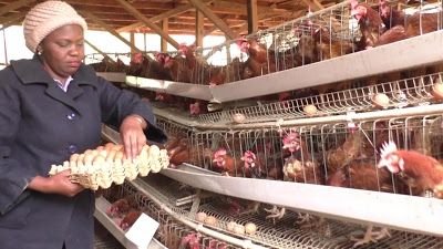 Poultry Farm Worker Job in Australia