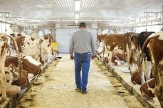 Dairy Farm Assistant Job in New Zealand