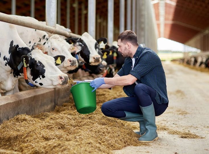 Dairy Farm Worker Job in Australia