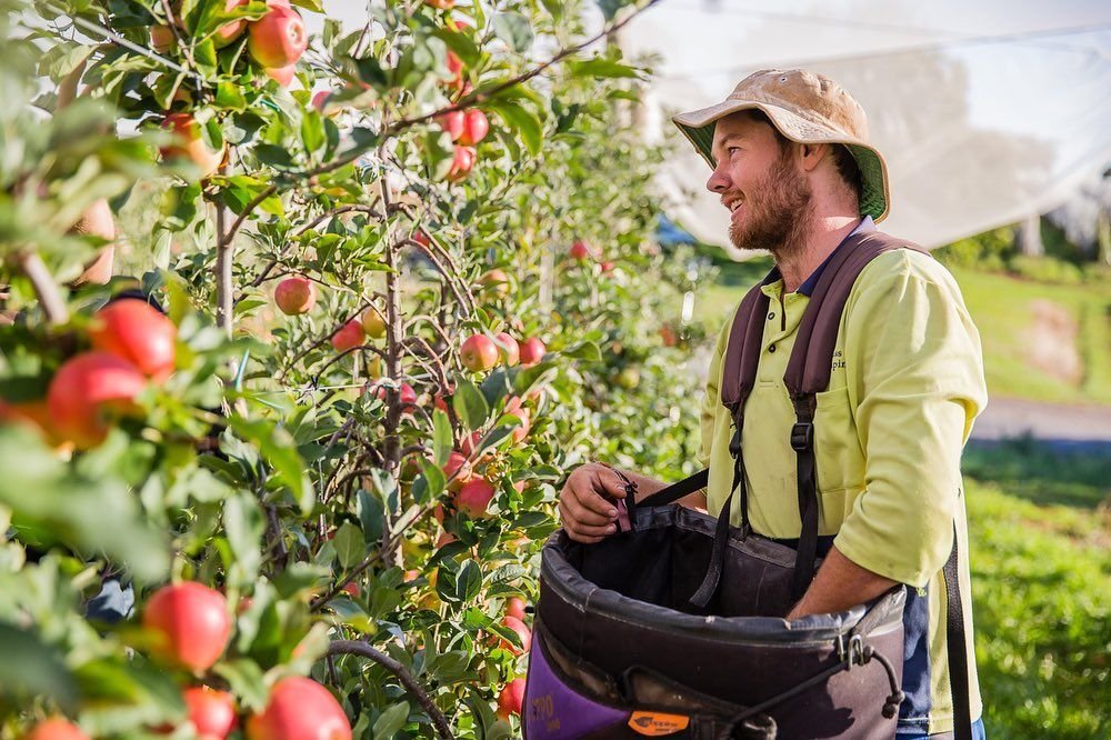 Fruit Farm Worker Job in Australia