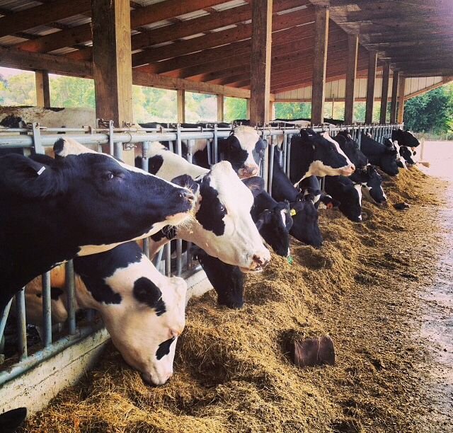 Dairy Farm Worker Job in Australia