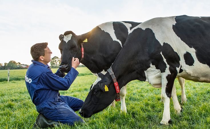 Dairy Farm Assistant Job in New Zealand