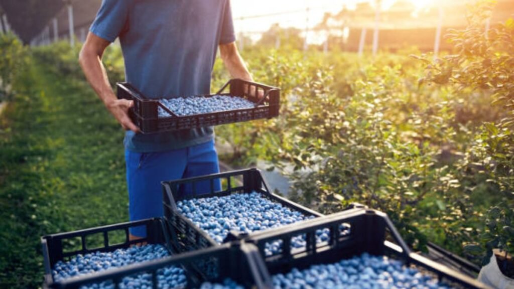 Agricultural Farm Worker Jobs in New Zealand