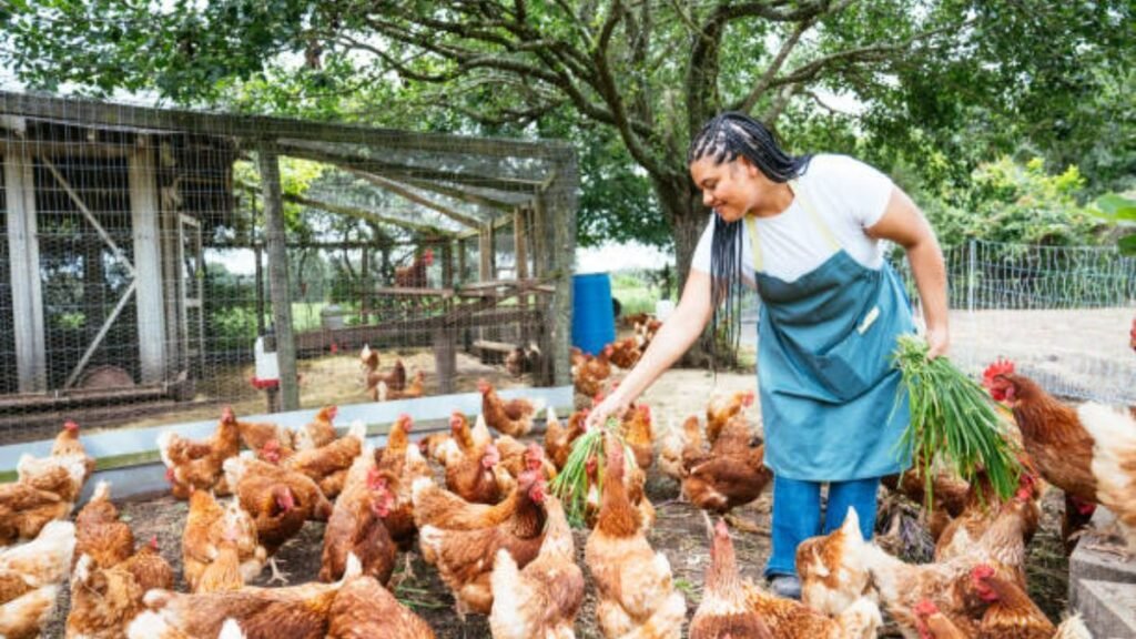 Chicken Farm Worker Jobs in New Zealand