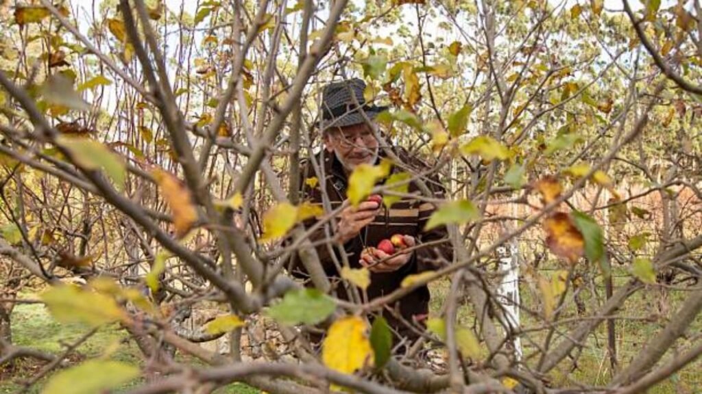 Fruit Picking Farm Jobs in Australia
