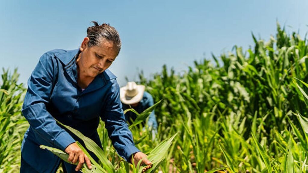 Mexico Crop Production Worker Jobs